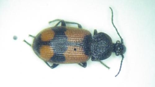 Panagaeus cruxmajor